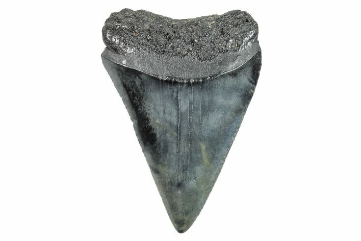 Fossil Great White Shark Tooth - South Carolina #273864